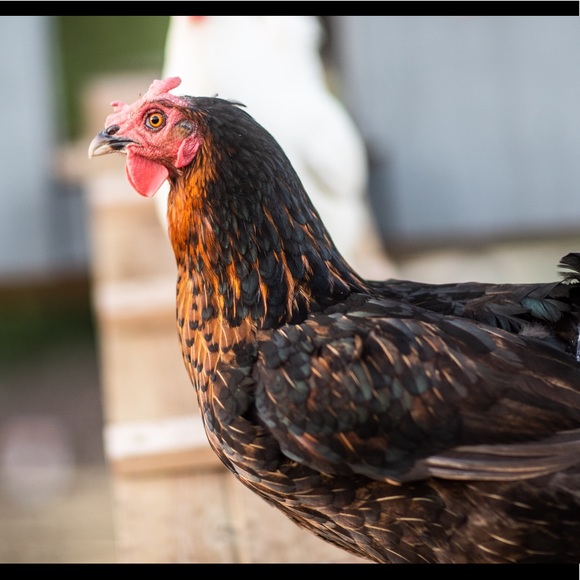 Welcome to Simply Chick π€ - Picture 3 of 9